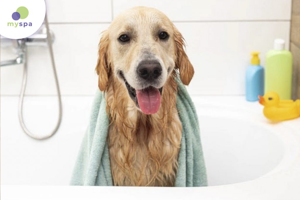 Dịch vụ tắm cho thú cưng
